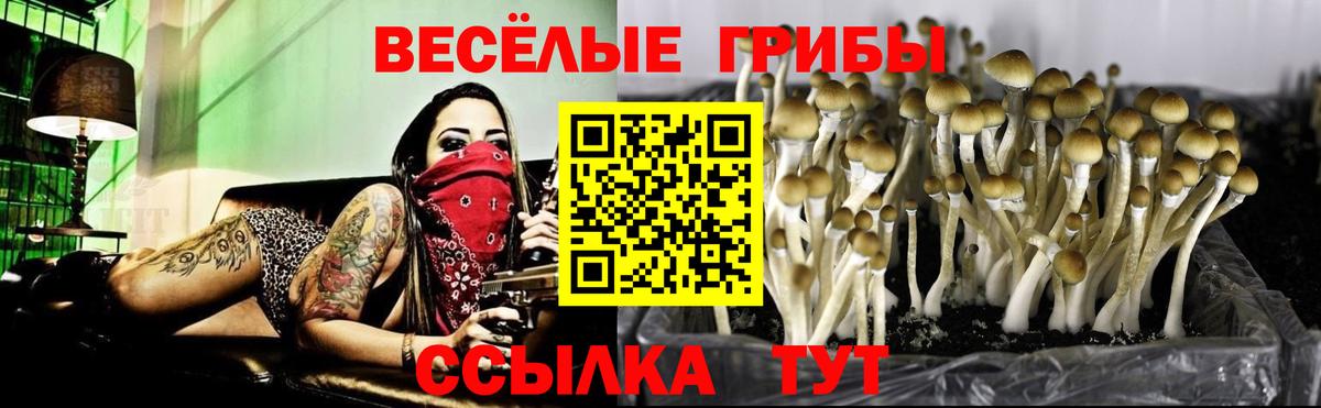 Галлюциногенные грибы Psilocybe Шадринск